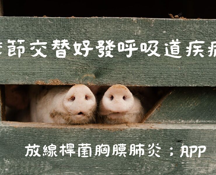 季節交替好發呼吸道疾病-放線桿菌胸膜肺炎; APP