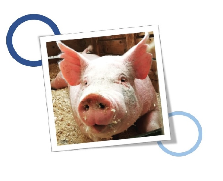 飼料蛋白酵素：增效減氨的好幫手