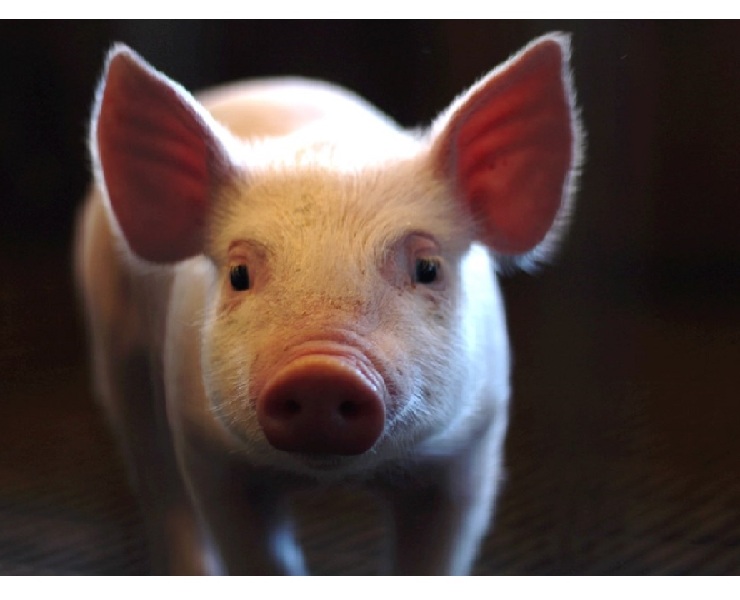 提升仔豬＂韌性＂的秘訣