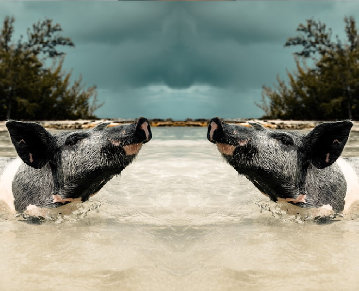 豬隻還在赤痢嗎? 天然多酚讓您痢剋有效