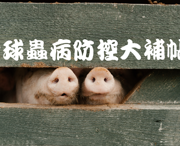 豬球蟲病防控大補帖!!
