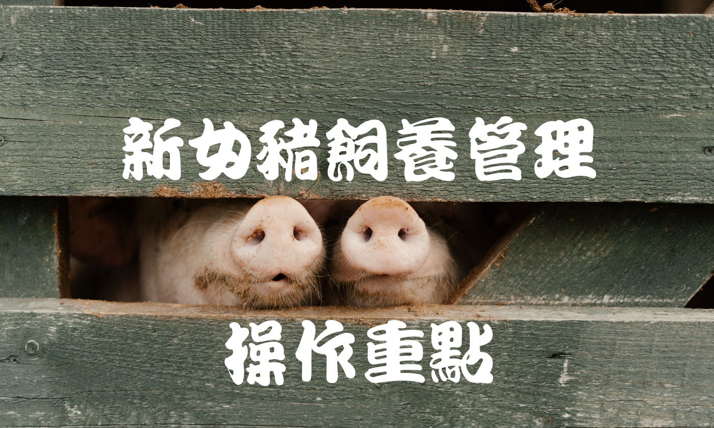 新女豬飼養管理操作重點