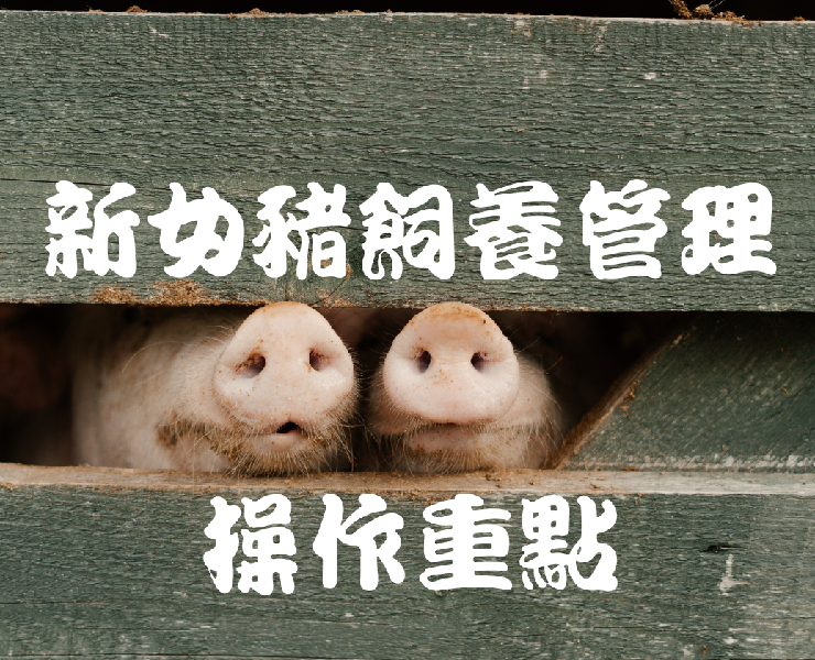 新女豬飼養管理操作重點