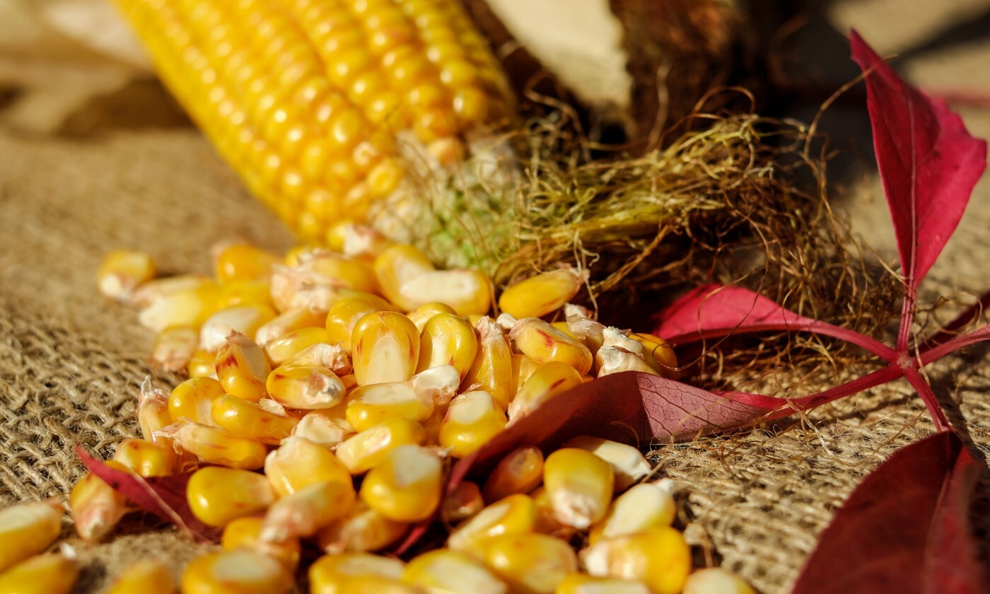 雨季來臨-應用新一代丙酸維持飼料品質