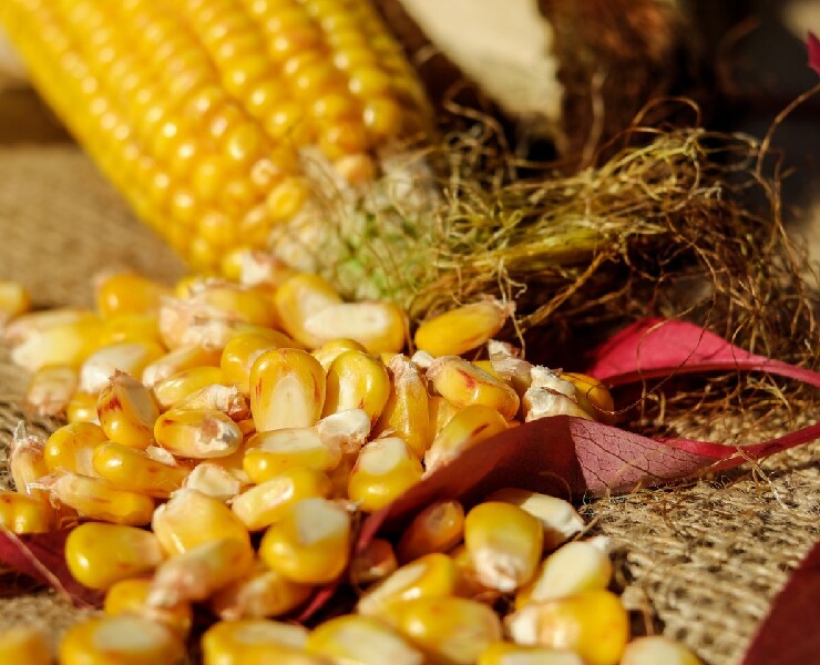 雨季來臨-應用新一代丙酸維持飼料品質