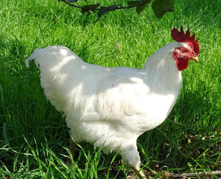 掌握肉雞免疫力的關鍵礦物質：鉻、硒 (下篇)