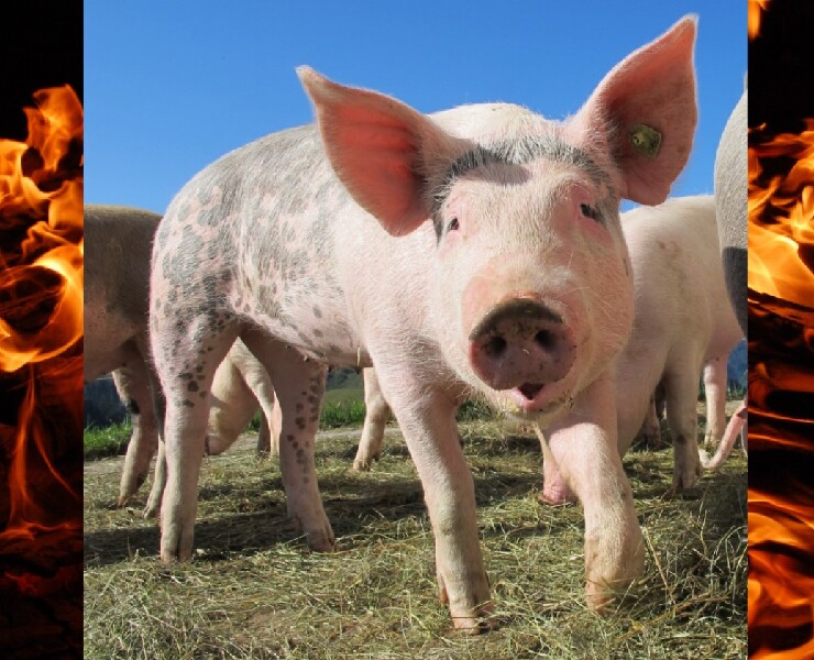 熱季來襲-應用生物型乳化劑改善母豬哺乳性能