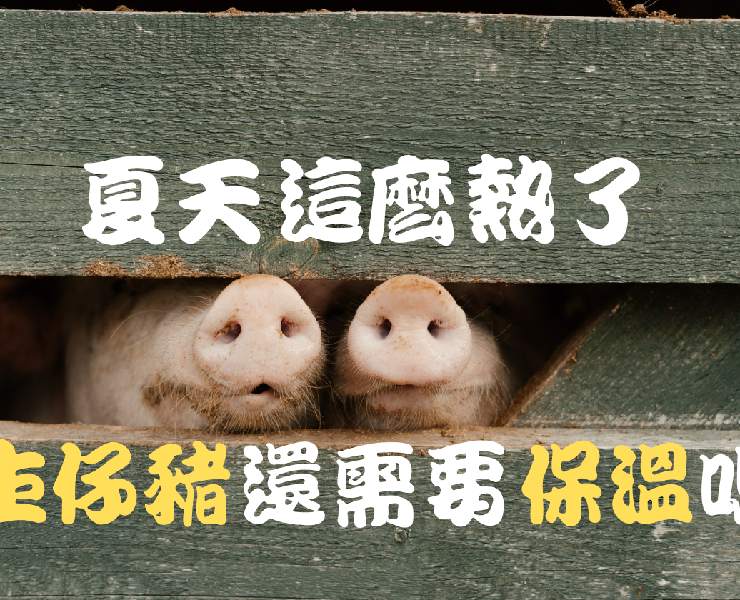 夏天這麼熱了還仔豬需要保溫嗎?