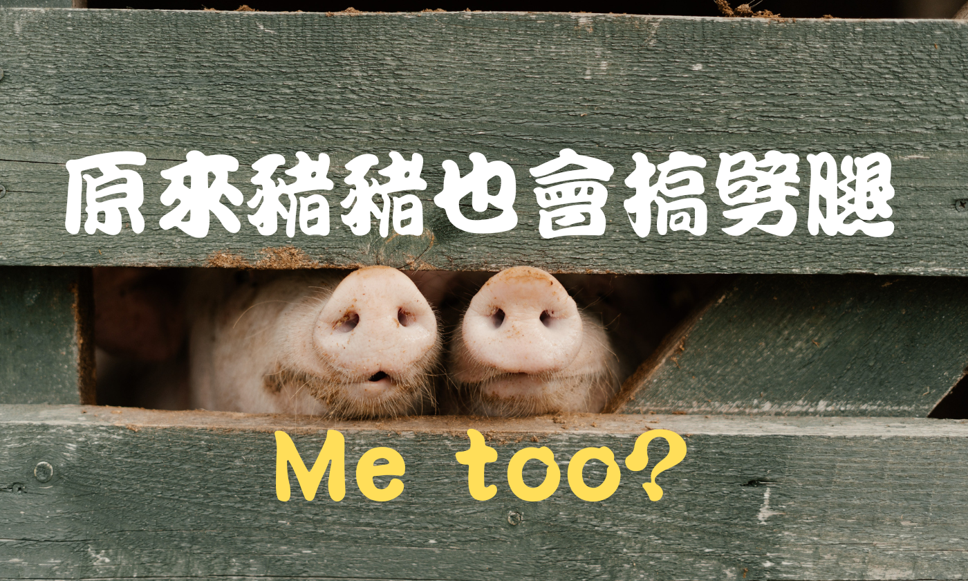 原來豬豬也會搞劈腿