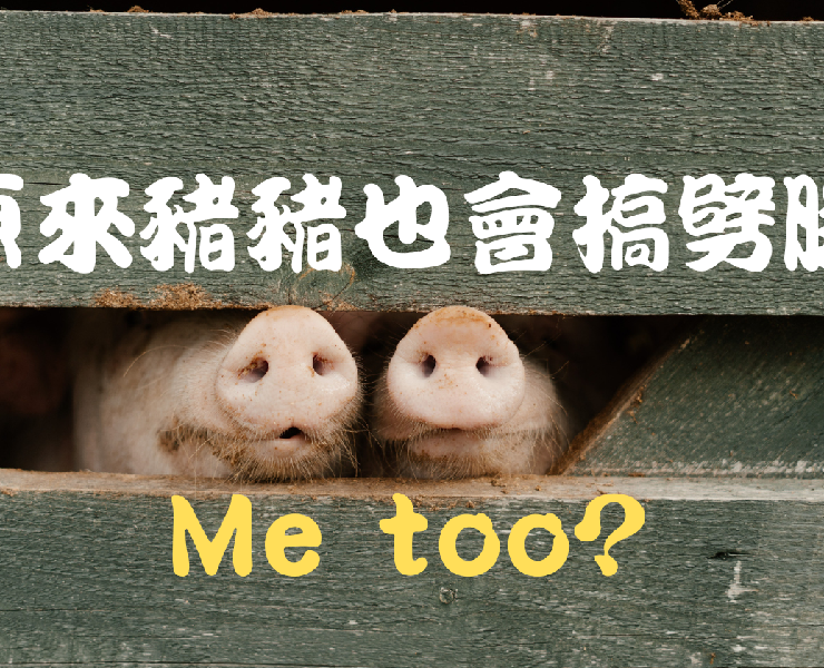 原來豬豬也會搞劈腿