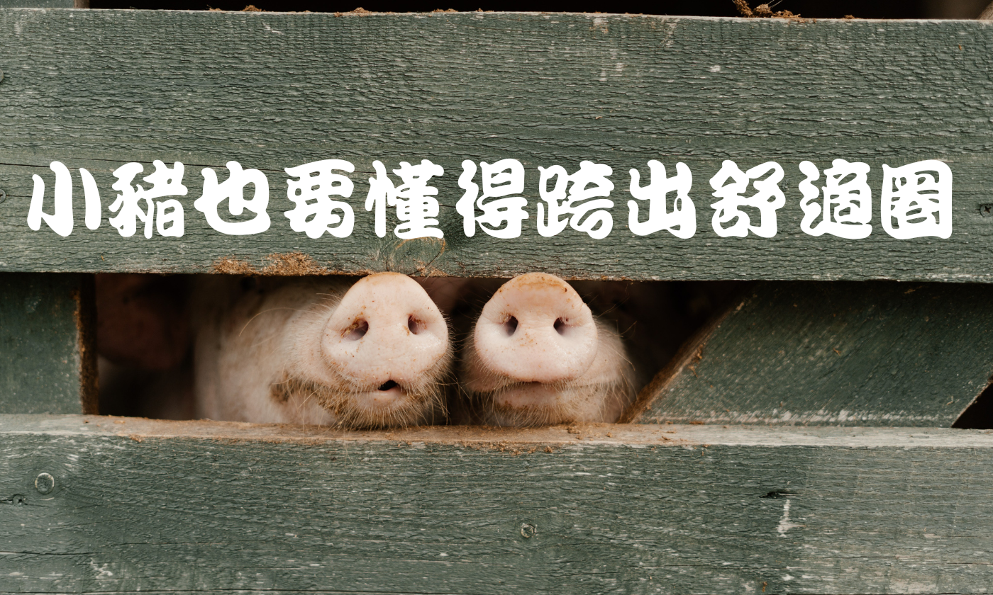 小豬也要懂得跨出舒適圈