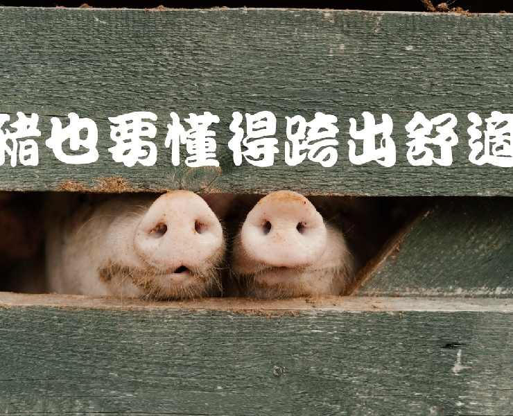 小豬也要懂得跨出舒適圈