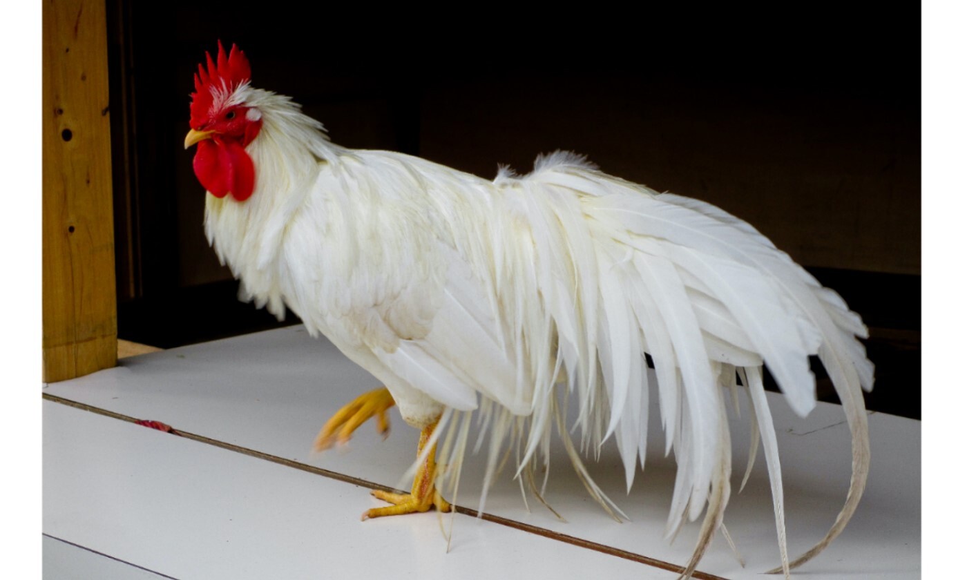 飼料清淨降低病毒風險-家禽篇