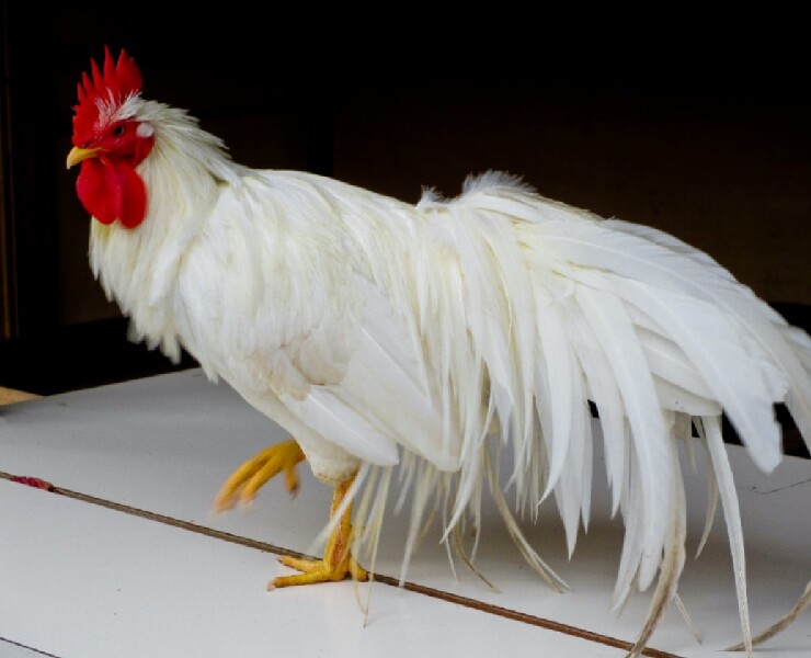 飼料清淨降低病毒風險-家禽篇