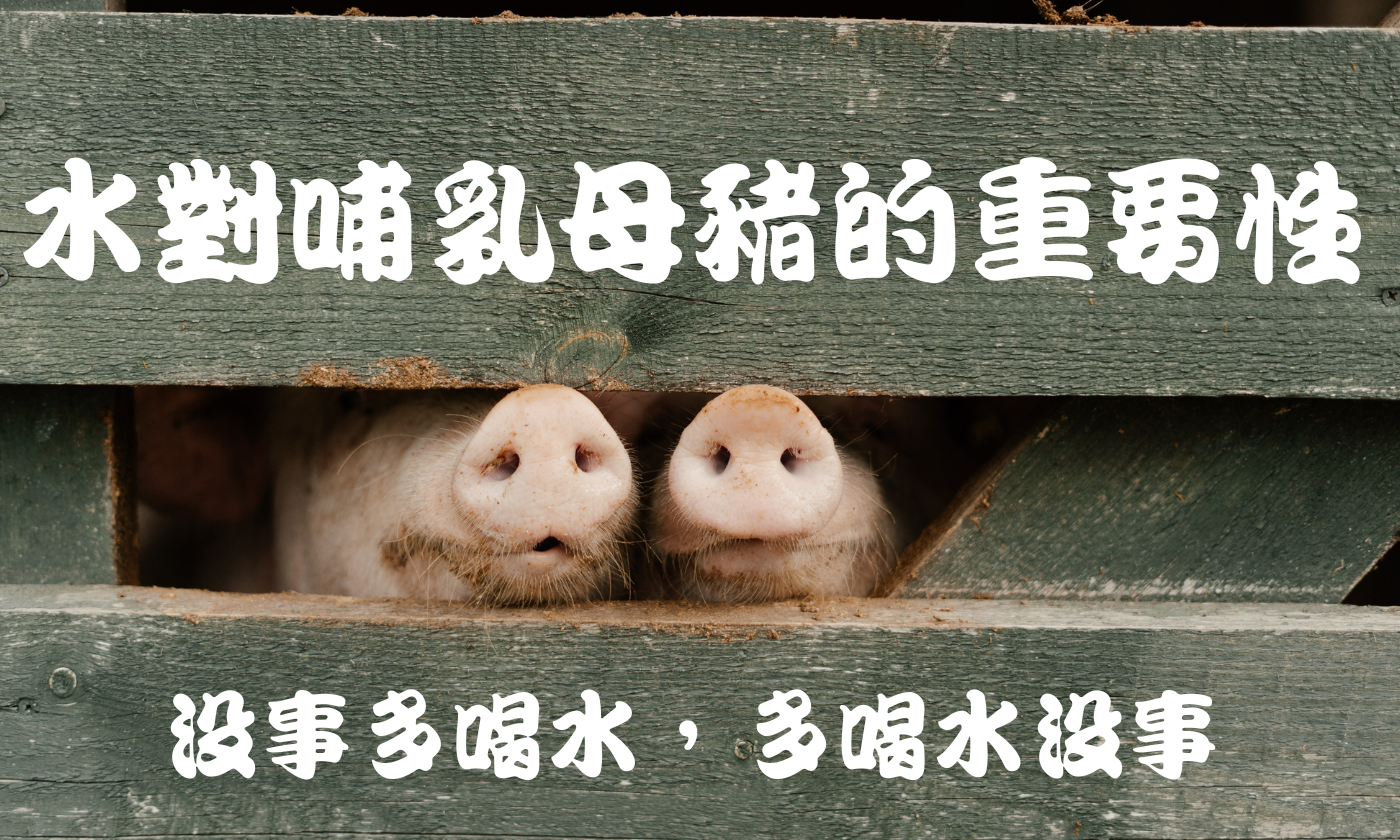 沒事多喝水 多喝水沒事-水對哺乳母豬的重要性