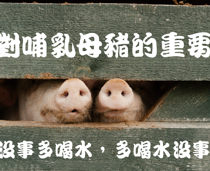 沒事多喝水 多喝水沒事-水對哺乳母豬的重要性