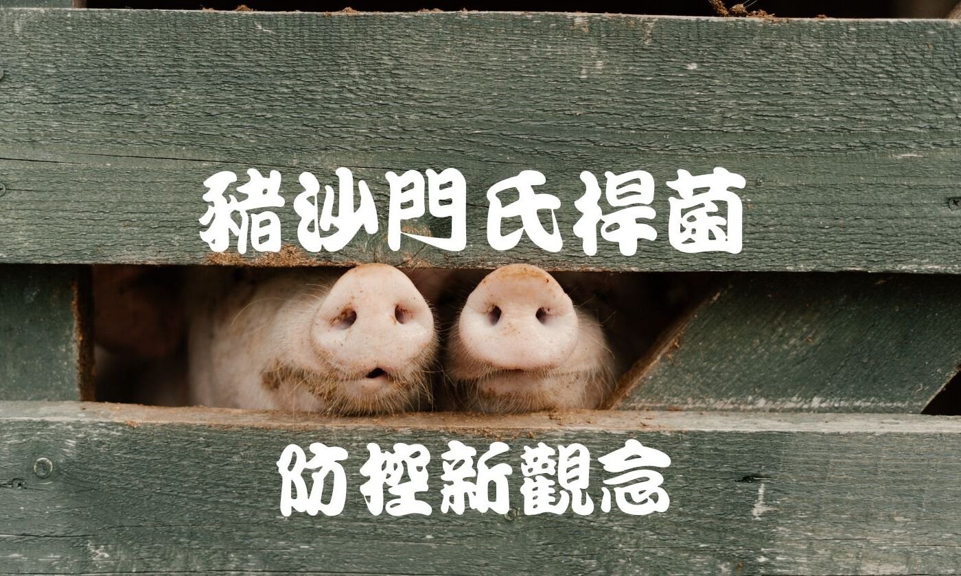 豬沙門氏桿菌防控新觀念