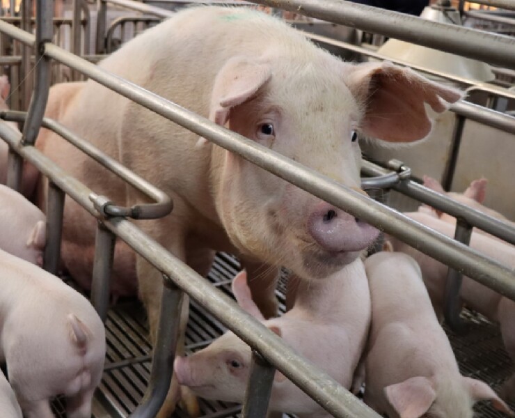 胺基酸礦物質改善母豬蹄病及仔豬健康