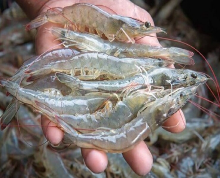 您的“鋅”之所選可能會影響蝦的生產表現(上)