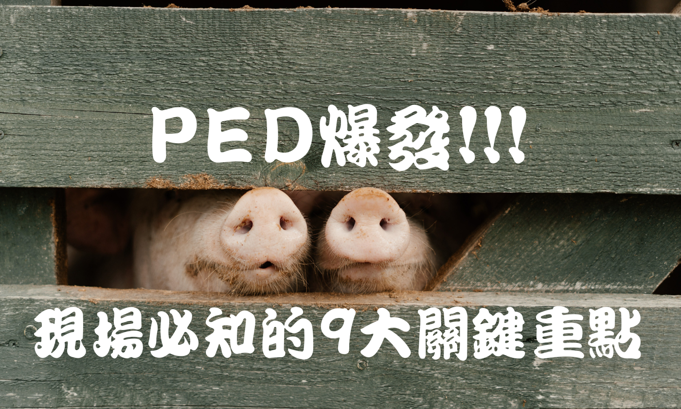 PED爆發!!!現場必知的9大關鍵重點