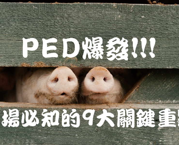PED爆發!!!現場必知的9大關鍵重點