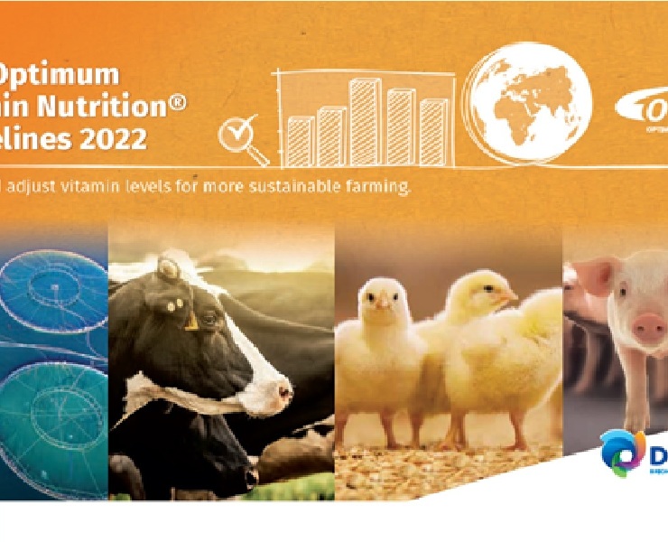新版DSM最適維生素營養-種豬，提高動物生產力和環境永續性