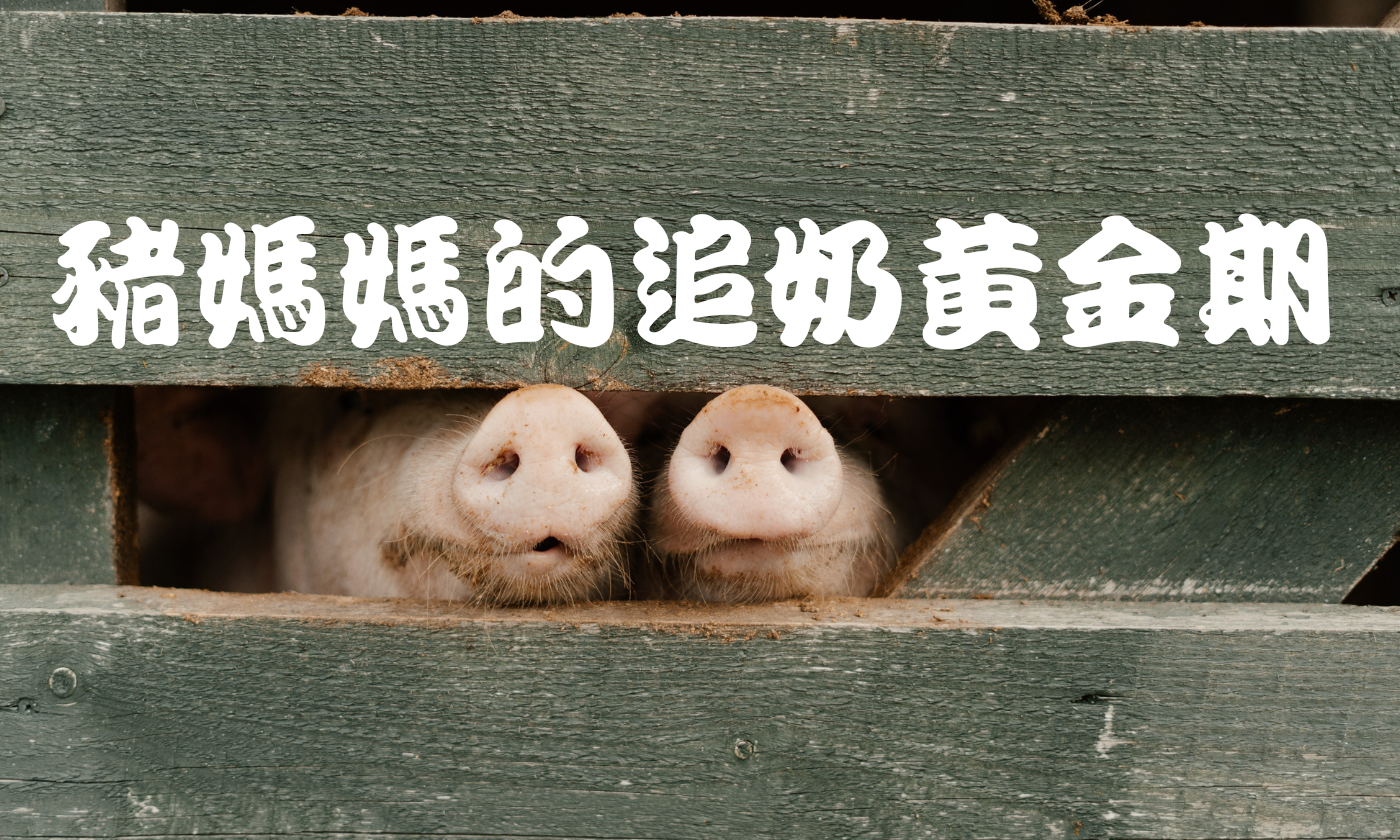 豬媽媽的追奶黃金期
