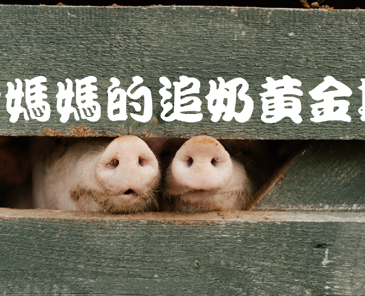 豬媽媽的追奶黃金期
