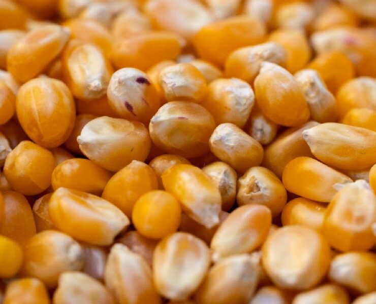 新一代蛋白酵素讓動物/環境更有感 (下)