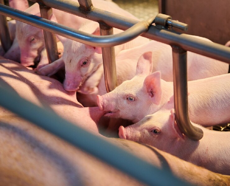 提高PSY的泌乳母豬飼糧五大重點