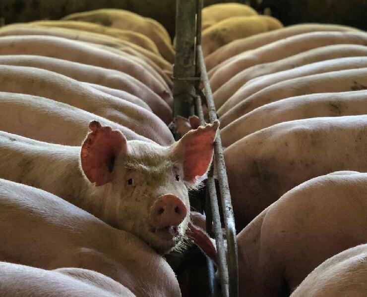 給豬隻最全方位的腸道保健方案-特殊劑型精油酸