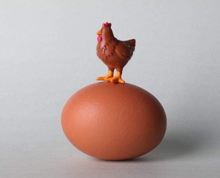 從營養改善家禽鈣及磷的吸收