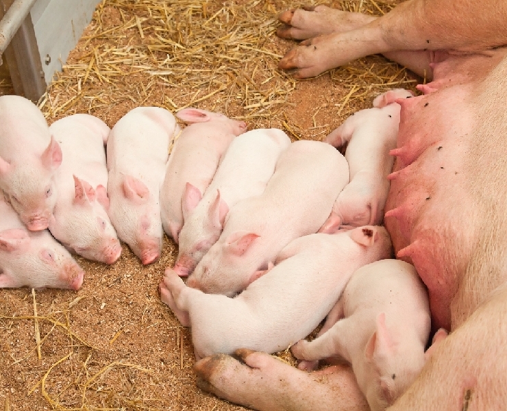 應用濃縮纖維降低毒素風險