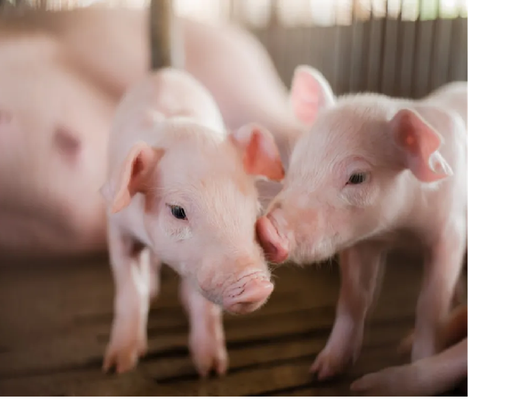 豬蹄病帶來巨大的經濟損失！