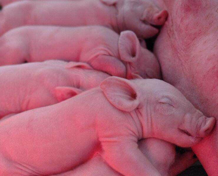 切膚之痛：母豬白線病