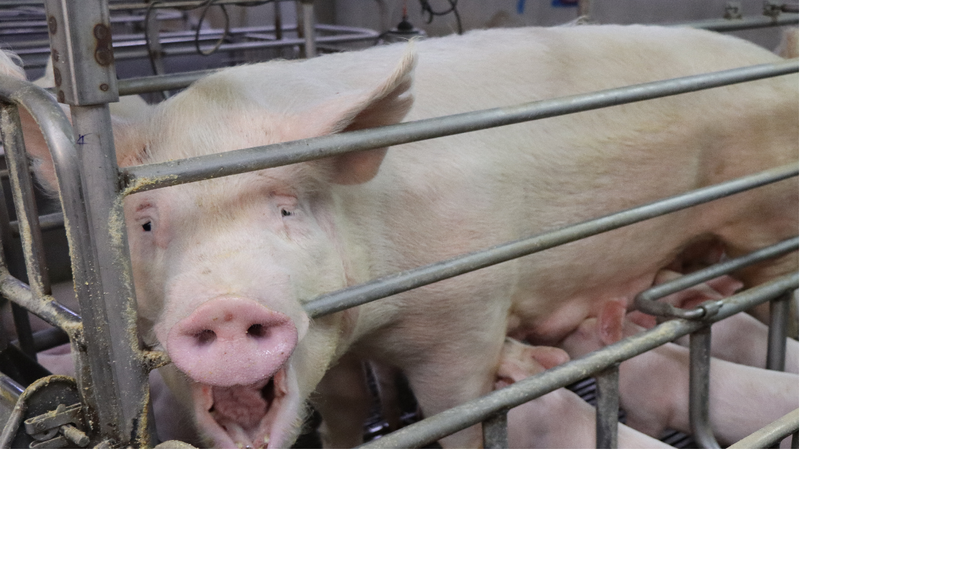 豬場常見問題——懸蹄過長