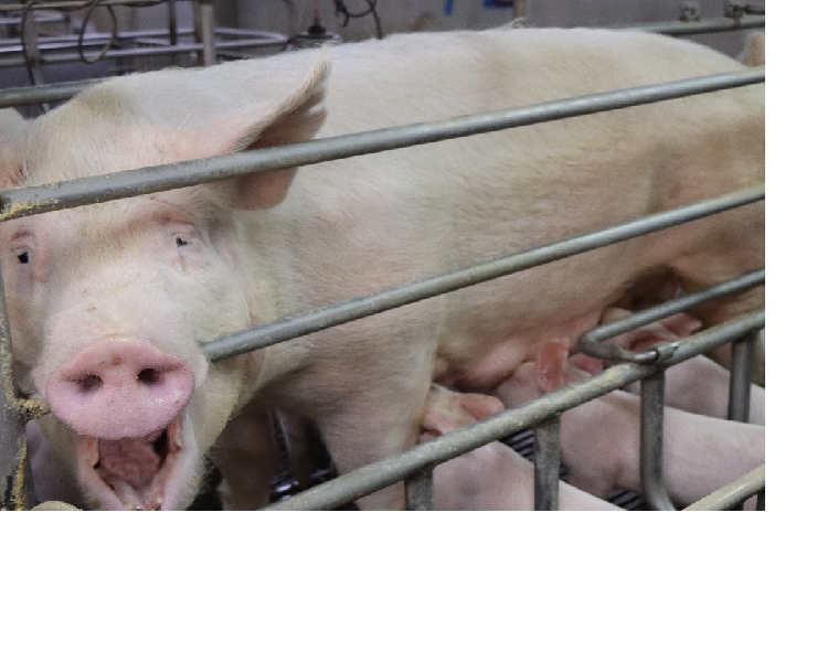 豬場常見問題——懸蹄過長