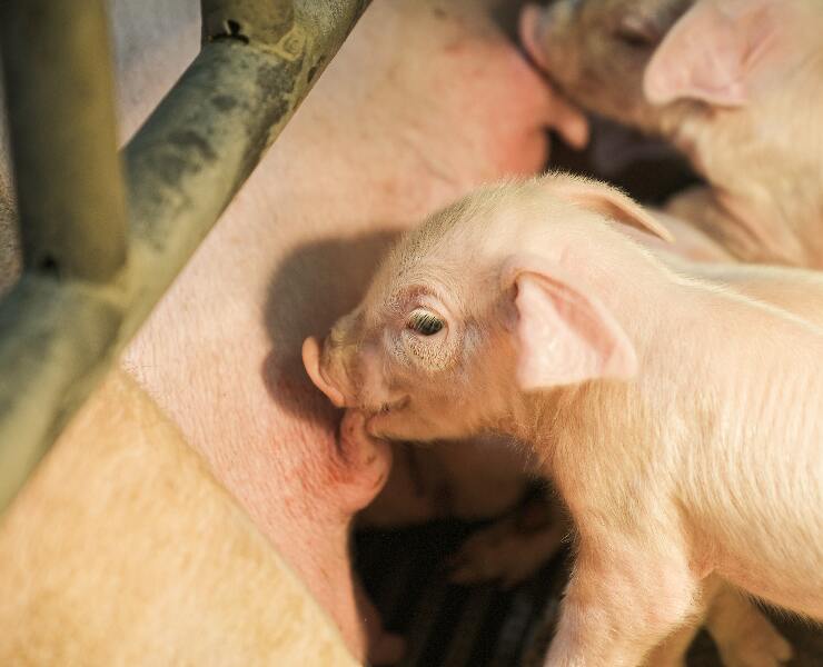 豬蹄病危害——蹄壁裂