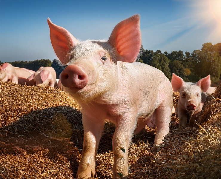 戰勝離乳緊迫，營養策略報你知