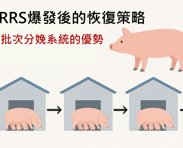 PRRS爆發後的恢復策略：批次分娩系統的優勢