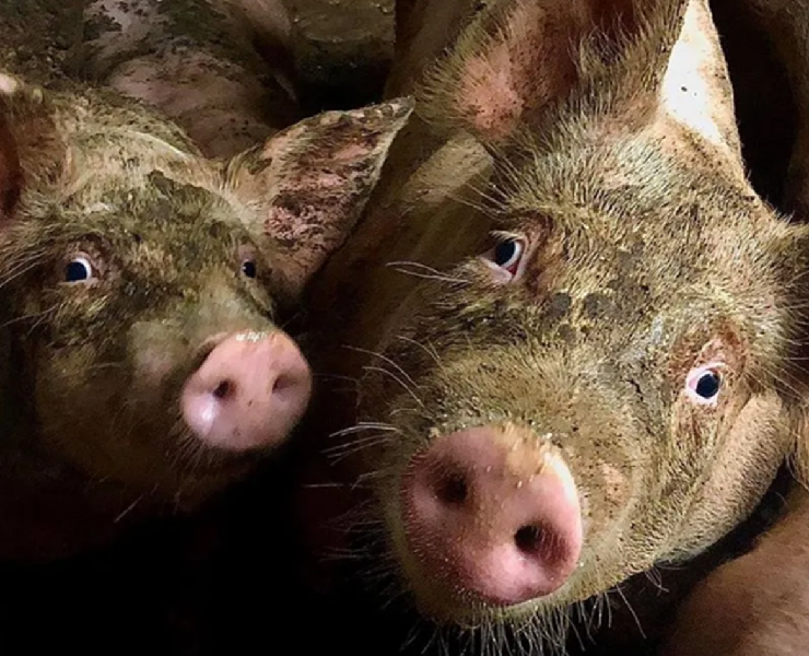 從營養到環境：降低豬肉異味的整體方案