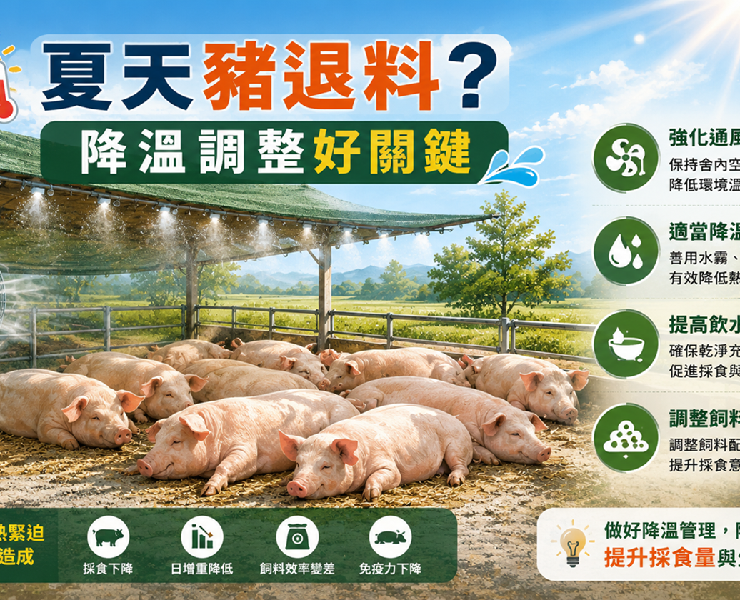 夏天豬退料怎麼辦？熱緊迫對豬隻生長的影響與改善策略